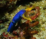 Blue Ribbon Eel.JPG