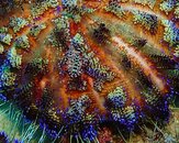Fire Urchin with Coleman Shrimps.JPG