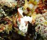 Clown Frogfish.JPG