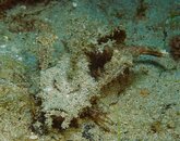 Devil Stinger Stonefish.JPG