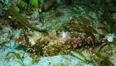 Fingered Dragonet.JPG