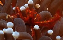 Orangutan Crab-1.JPG