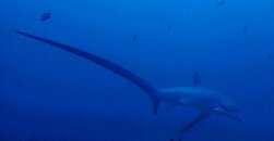 Thresher Shark.JPG