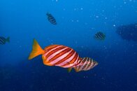 Fish.JPG