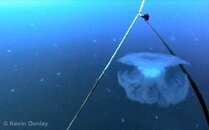 The-Java-Sea-Jellies.jpg