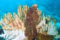 Octopus.JPG