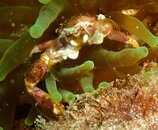 Porcelain Crab-2.JPG