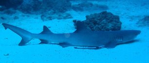 White Tip Shark-3.JPG