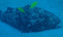 Malabar Grouper.JPG