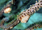 DSC04118.jpg