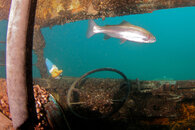 Dutch_092312 - 08.JPG