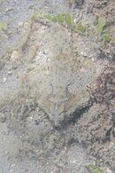 IMG_3111wa camo2.jpg