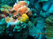 IMG_0985.jpg