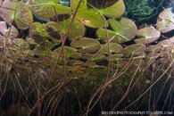 Lily Pads under small watermarked.jpg