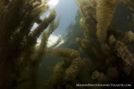 Milfoil Pondscape watermarked.jpg