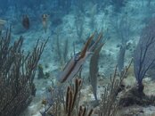 LITTLECAYMAN08172011_117A.jpg