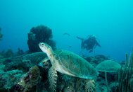 Akumal June 2015 Green Turtle 005.jpg