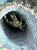 IMG_0620.jpeg
