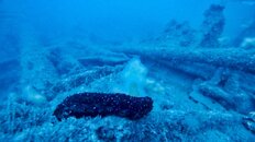 black sea cucumber 1.jpeg