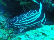 Drum Fish adult.JPG