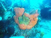 Coral and Sponge.JPG
