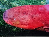 Nuclear Eel.jpg