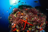 Dive Formentera-1.png