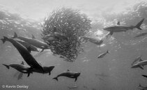 Bait-Ball-Early-Warm-up - Cocos Island circa 1993.jpg