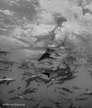 Bait-Ball-Final-Frenzy - Cocos Island circa 1993.jpg