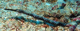 Bentstick Pipefish.JPG