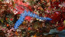 Blue Dragon Nudibranch.JPG