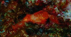 Hairy Ghost Pipefish.JPG