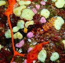 Samla Bilas Nudibranch.JPG