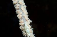 Whip Coral Shrimp.JPG