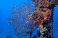 Corals.JPG