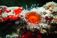 Anemone-Cakau Lekaleka.JPG