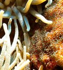 Clown Fish Eggs with Eyes-Cakau Lekaleka.JPG