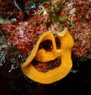 Nudibranch Eggs-Cakau Lekaleka.JPG