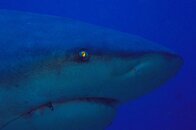 Bull Shark Close-up.JPG