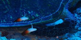 Fire Dartfish & Turtle.JPG
