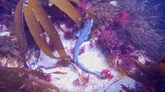 dog fish 1.jpeg
