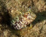 Blenny P7182393.jpg
