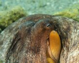 Octo P7182440.jpg