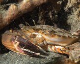 Crab P7182354.jpg