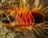 Scallop P7182410.jpg