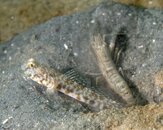 Shrimp and Goby P7182405.jpg