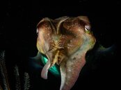 Cuttlefish2.jpeg