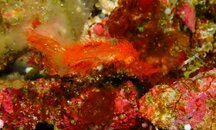 2nd Hairy Ghost Pipefish.JPG