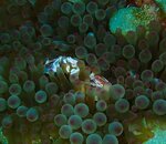 Porcelain Crab.JPG