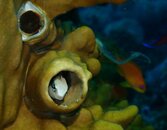 Blenny.JPG